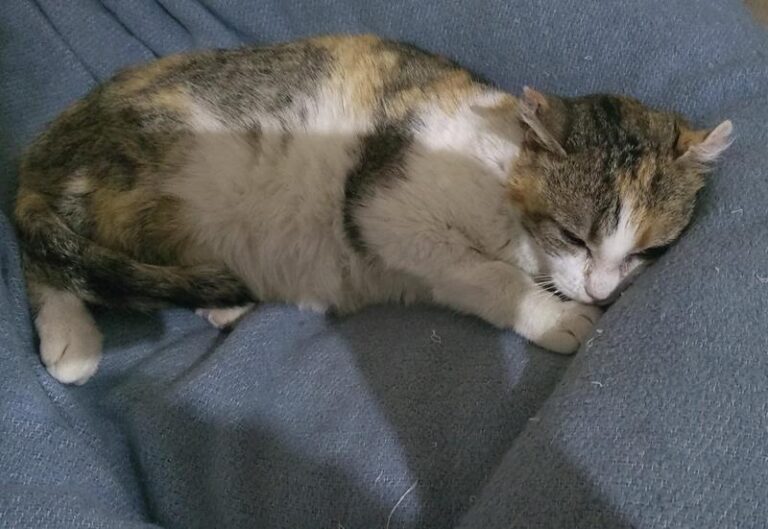 multimedia-foto62708-373-1