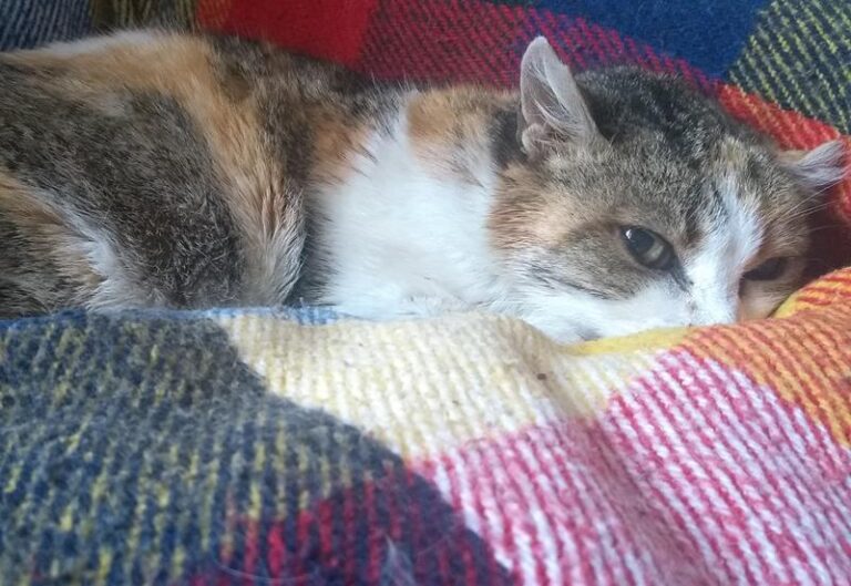 multimedia-foto62710-374-1