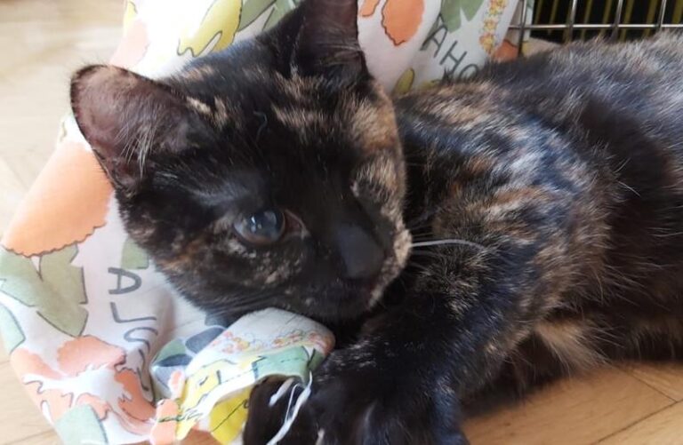 multimedia-foto62711-288-1