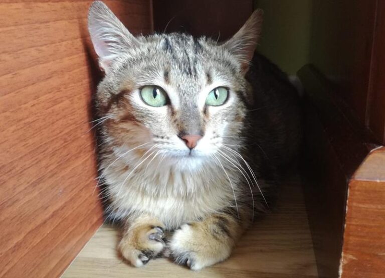 multimedia-foto62753-730-1