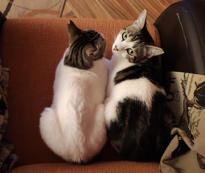 multimedia-foto62764-902-1