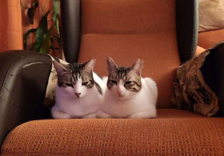 multimedia-foto62766-903-1