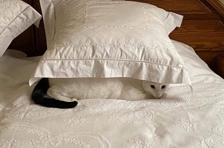 multimedia-foto62798-780-1