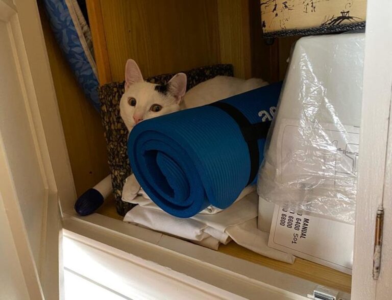 multimedia-foto62799-780-1