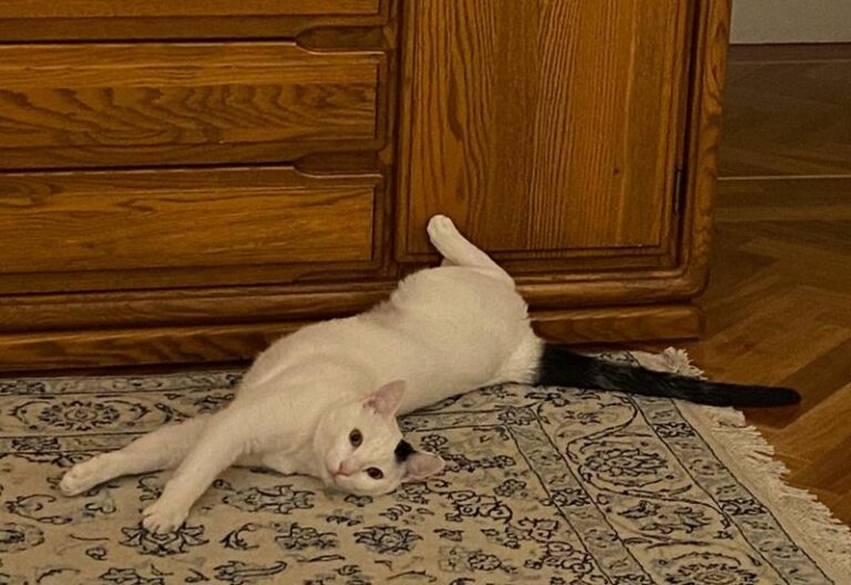 multimedia-foto62800-780-1