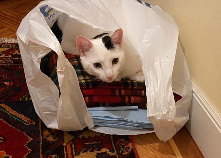 multimedia-foto62801-780-1