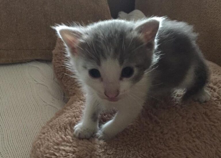 multimedia-foto62814-767-1