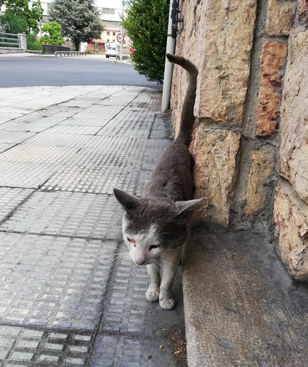 multimedia-foto62815-767-1