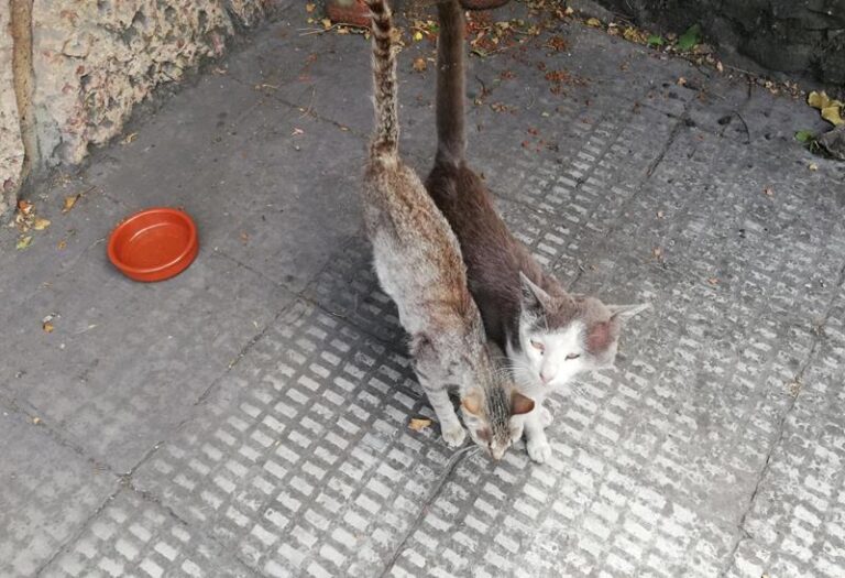 multimedia-foto62816-768-1