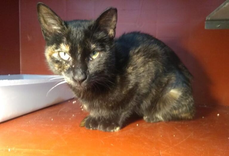 multimedia-foto62825-465-1