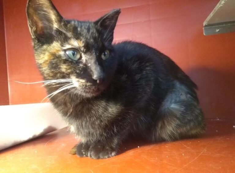 multimedia-foto62826-465-1