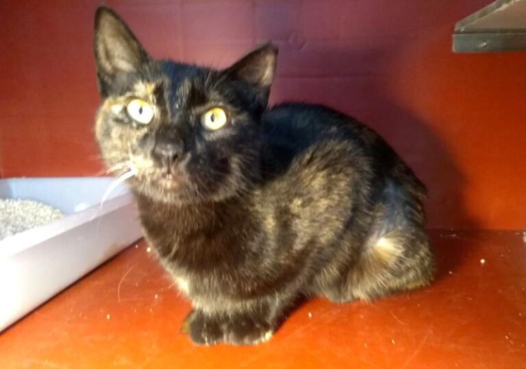 multimedia-foto62827-466-1