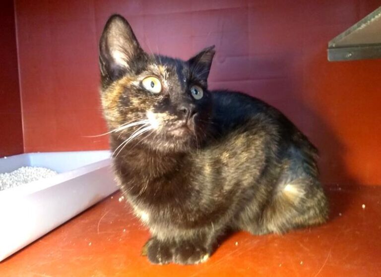 multimedia-foto62829-466-1