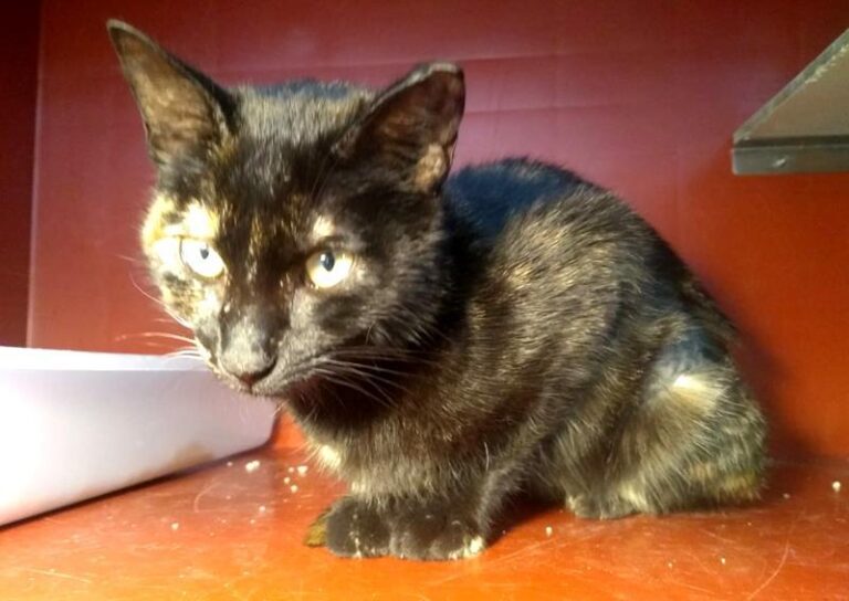 multimedia-foto62830-466-1