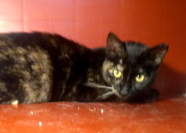 multimedia-foto62831-466-1