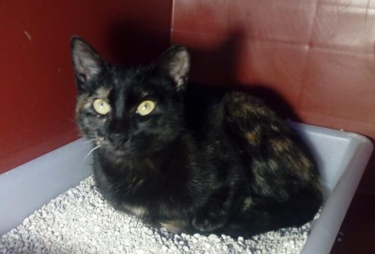 multimedia-foto62832-467-1