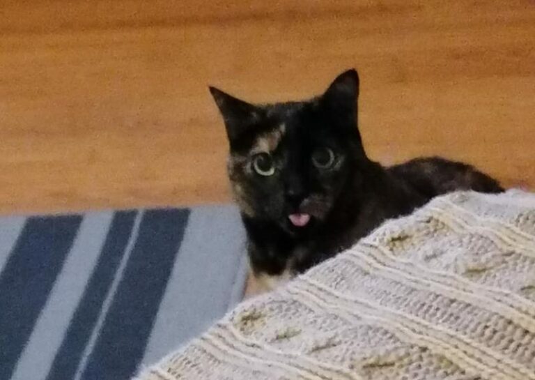 multimedia-foto62872-82-1