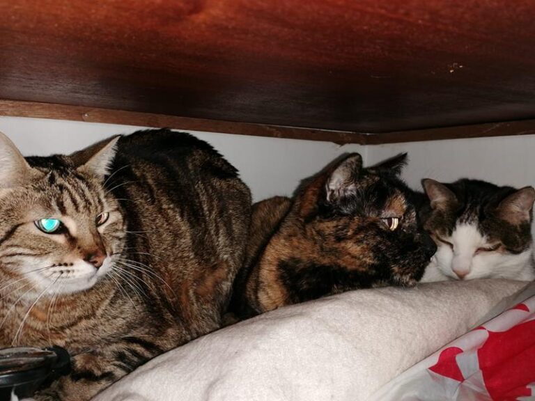 multimedia-foto62875-83-1