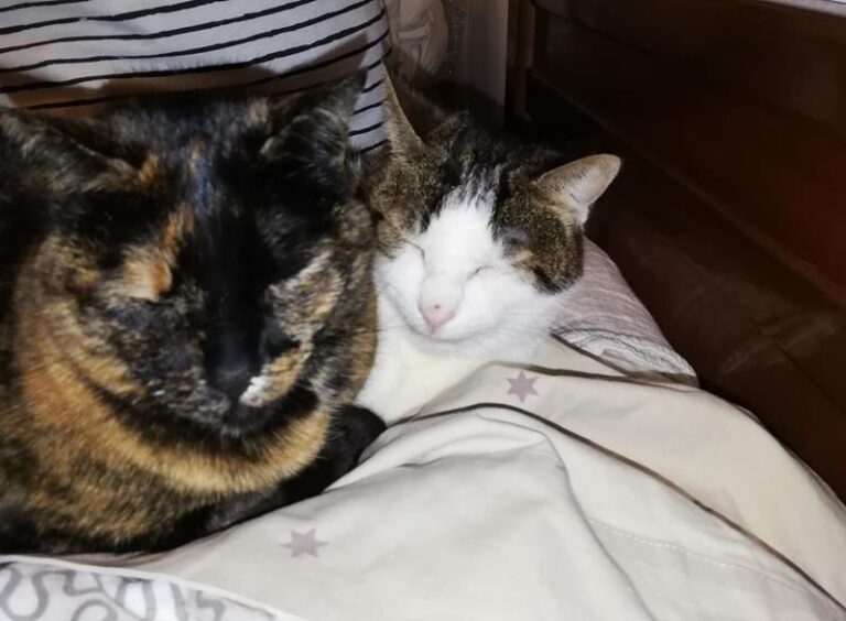 multimedia-foto62877-266-1