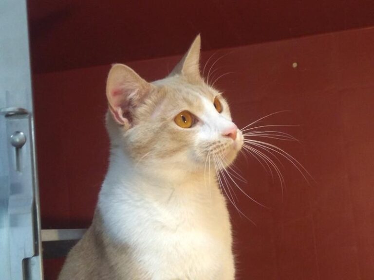 multimedia-foto62886-748-1