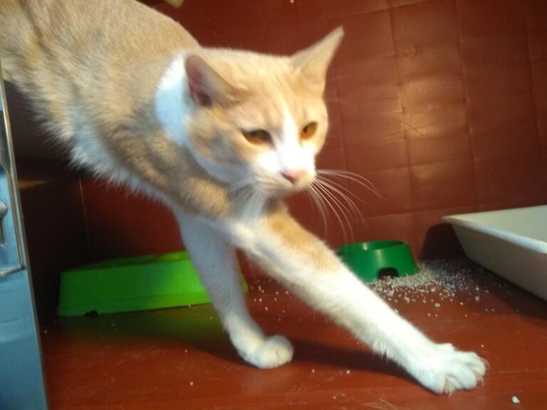 multimedia-foto62888-749-1