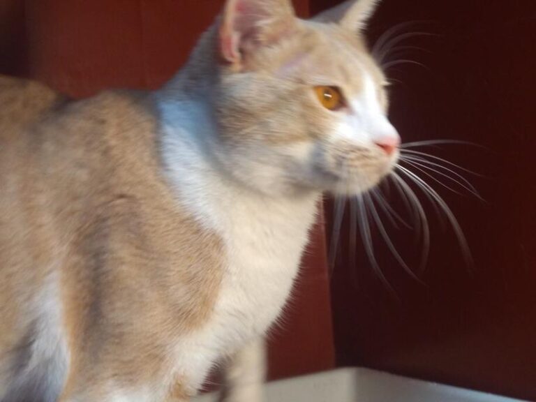 multimedia-foto62889-749-1