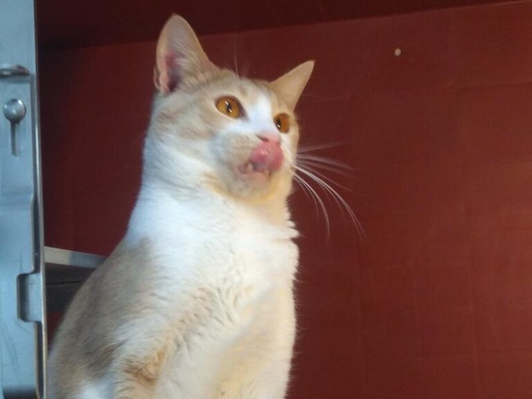 multimedia-foto62891-749-1