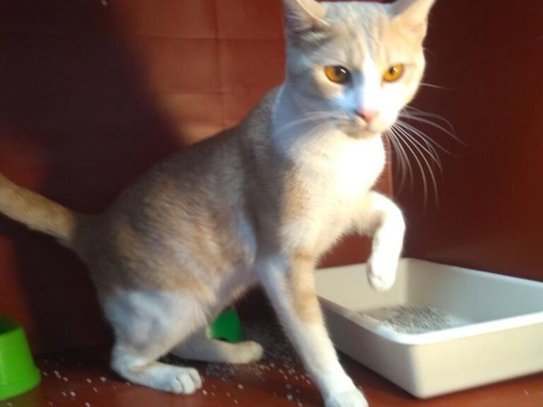 multimedia-foto62892-749-1