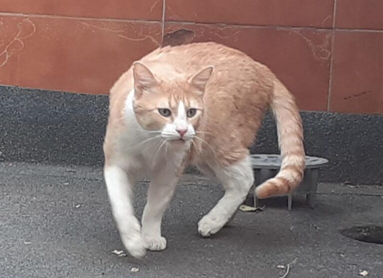 multimedia-foto62912-179-1