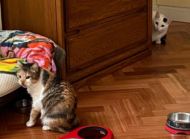 multimedia-foto62996-532-1