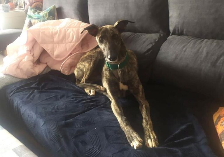 multimedia-foto63009-938-1