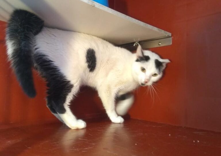 multimedia-foto63020-893-1