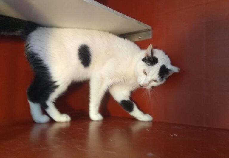 multimedia-foto63021-894-1