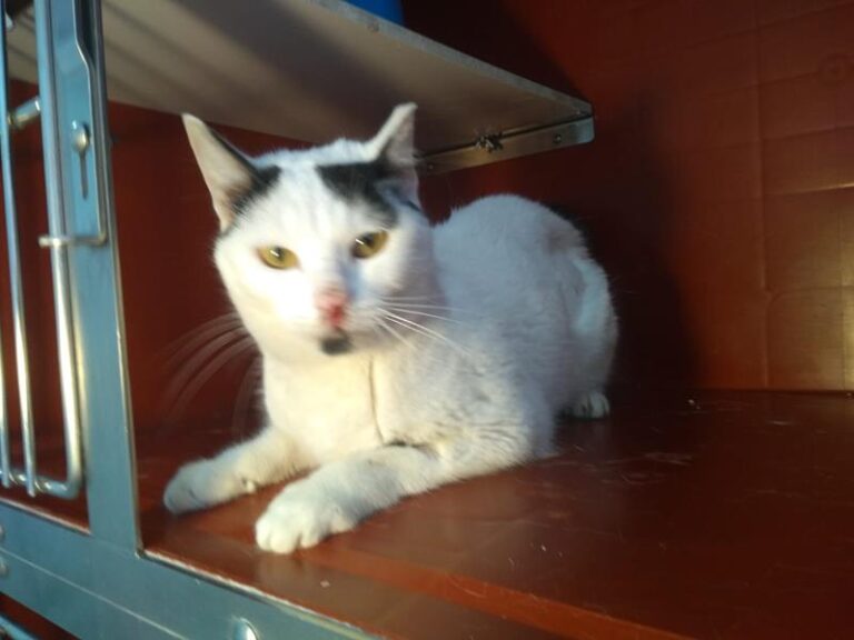 multimedia-foto63036-698-1