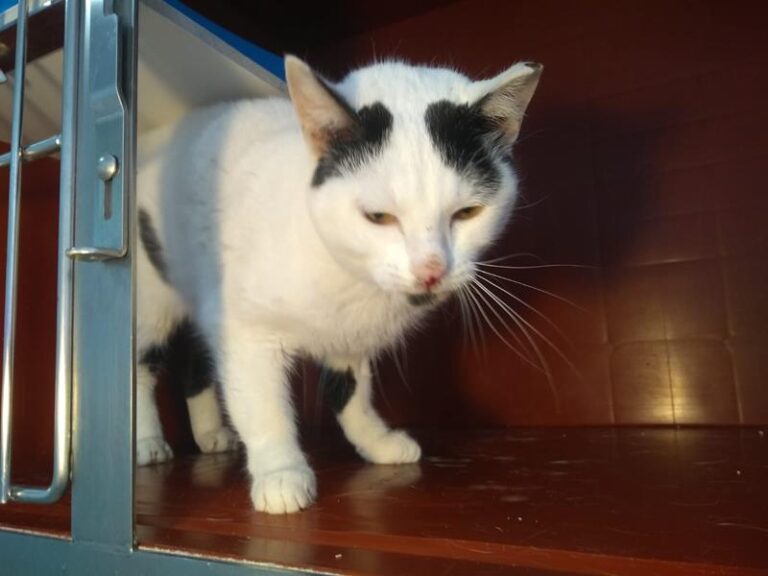 multimedia-foto63037-698-1