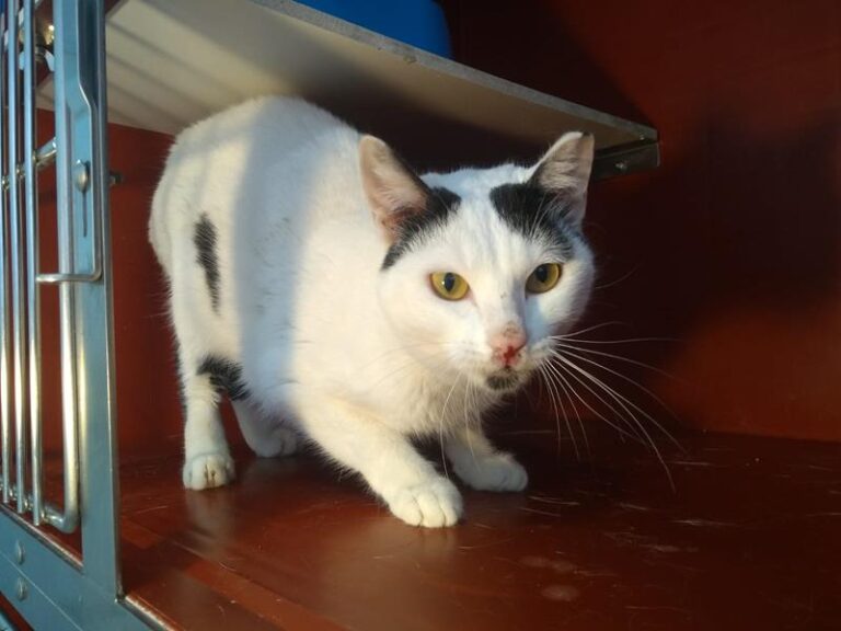 multimedia-foto63038-698-1