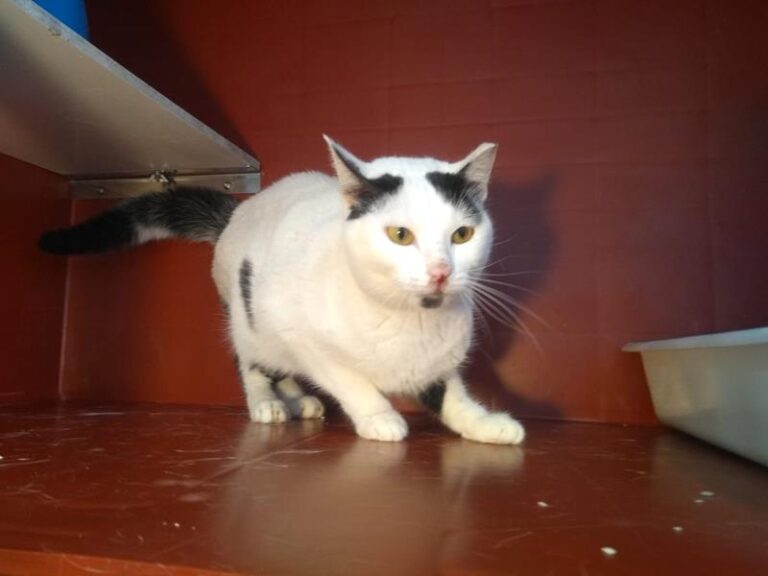 multimedia-foto63039-698-1