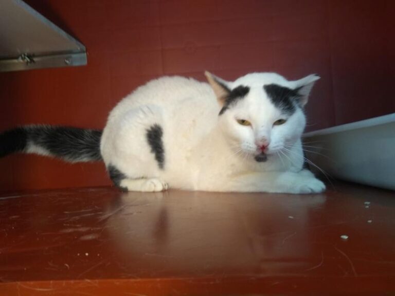 multimedia-foto63040-698-1