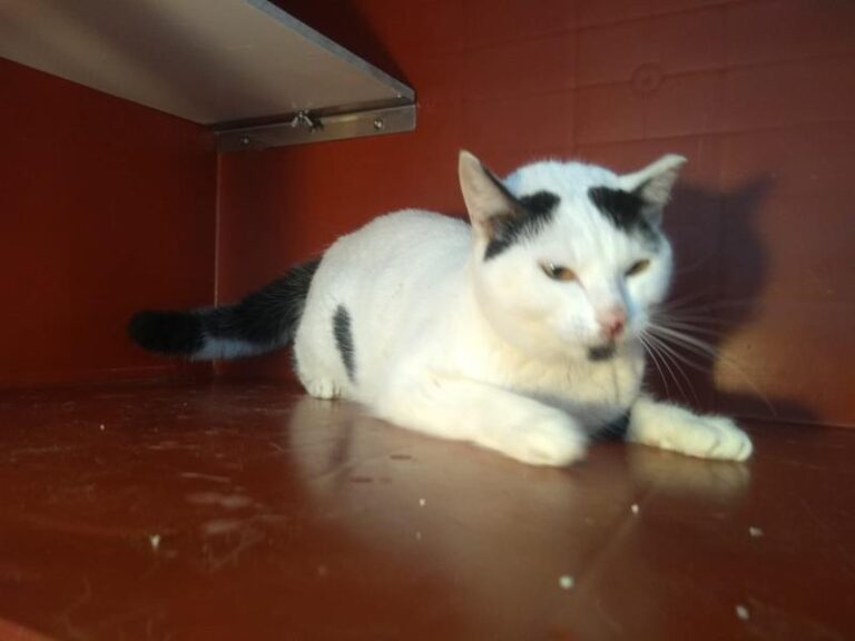 multimedia-foto63041-699-1