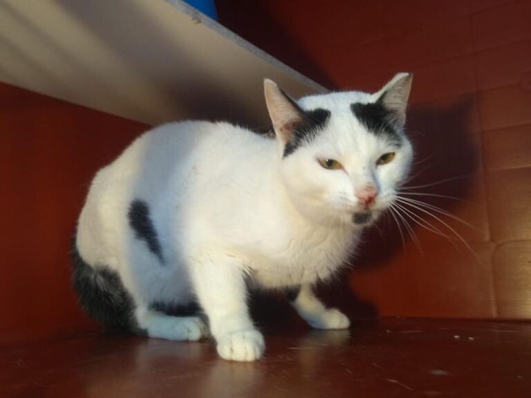 multimedia-foto63042-699-1