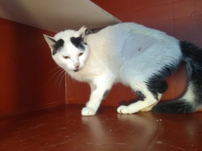 multimedia-foto63043-699-1