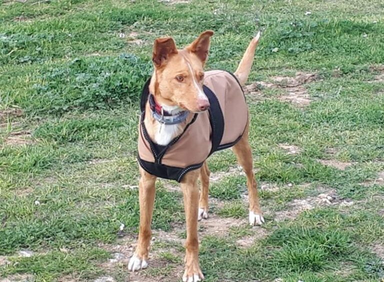 multimedia-foto63053-76-1