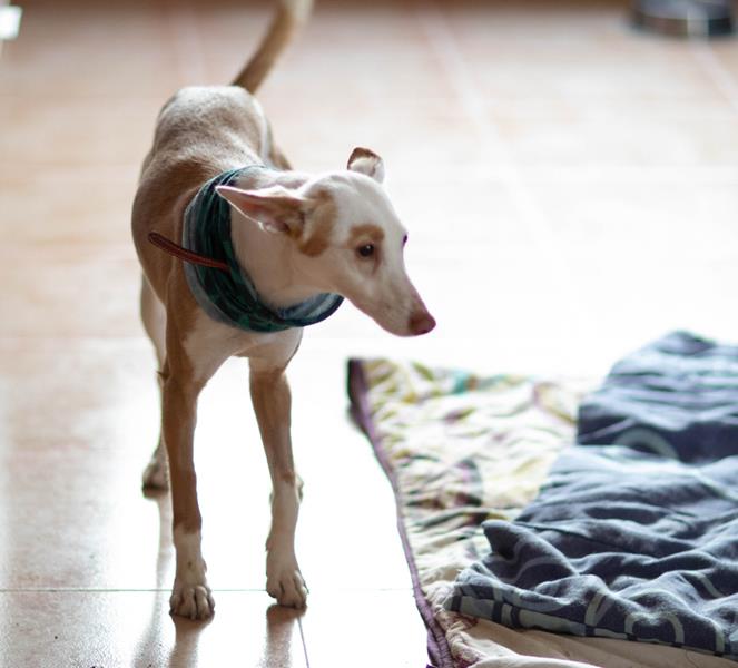 multimedia-foto63080-447-1