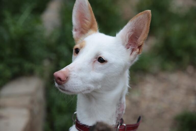 multimedia-foto63081-447-1