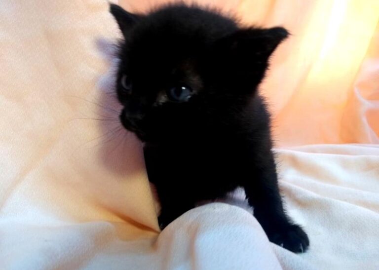 multimedia-foto63084-281-1