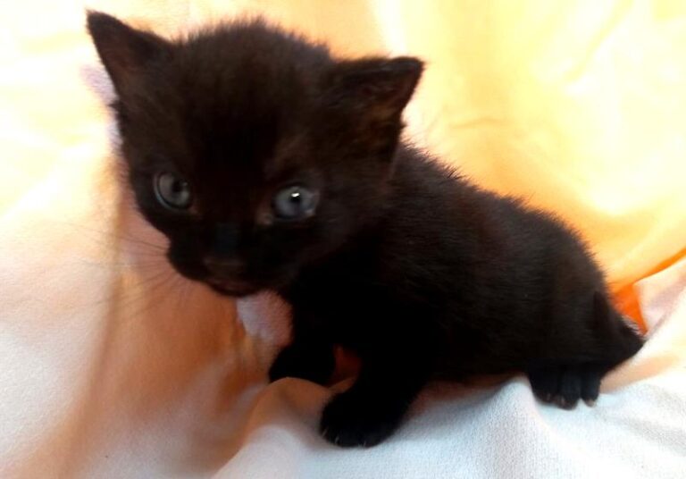 multimedia-foto63086-281-1