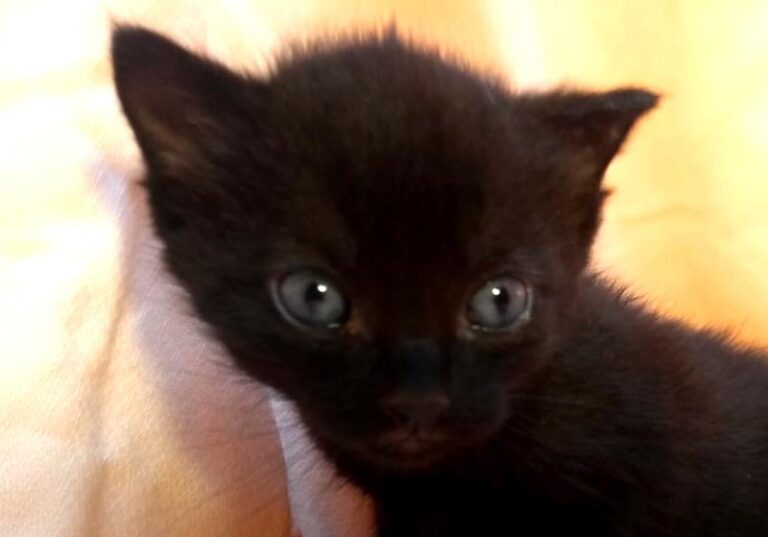 multimedia-foto63087-281-1