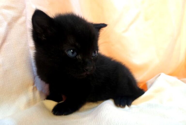 multimedia-foto63088-281-1