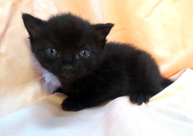 multimedia-foto63090-282-1