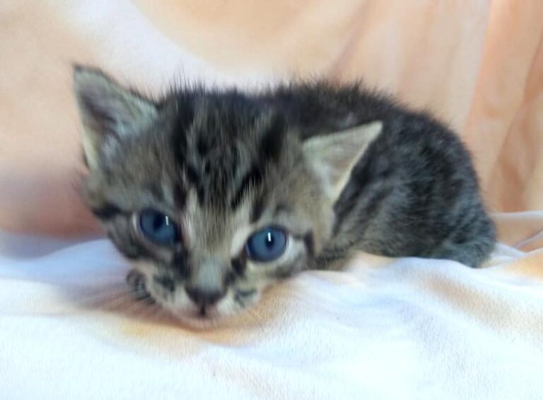 multimedia-foto63110-630-1